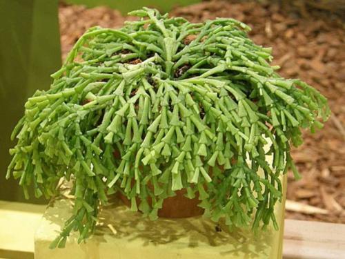 Голубой феномен: открытие Entoloma hochstetteri 03 Голубой феномен: открытие Entoloma hochstetteri 03