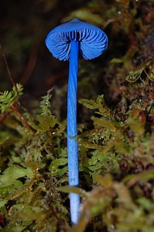 Удивительный голубой гриб Entoloma hochstetteri. Entoloma hochstetteri