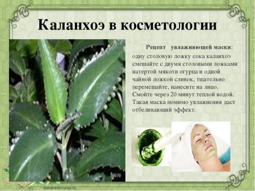 Как использовать каланхоэ в кулинарии 01