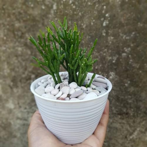 Голубой феномен: открытие Entoloma hochstetteri 04 Голубой феномен: открытие Entoloma hochstetteri 04