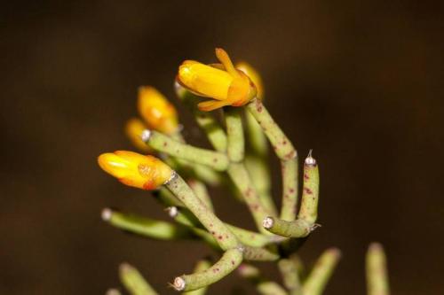 Голубой феномен: открытие Entoloma hochstetteri 05 Голубой феномен: открытие Entoloma hochstetteri 05