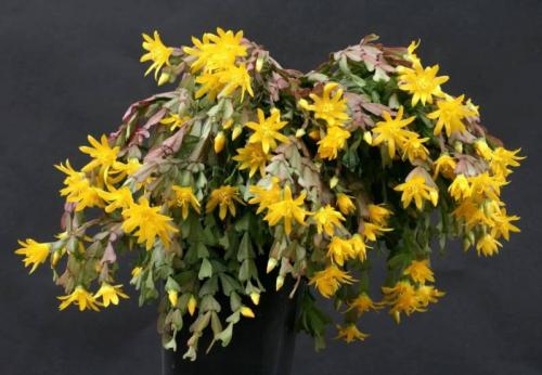 Голубой феномен: открытие Entoloma hochstetteri 06 Голубой феномен: открытие Entoloma hochstetteri 06