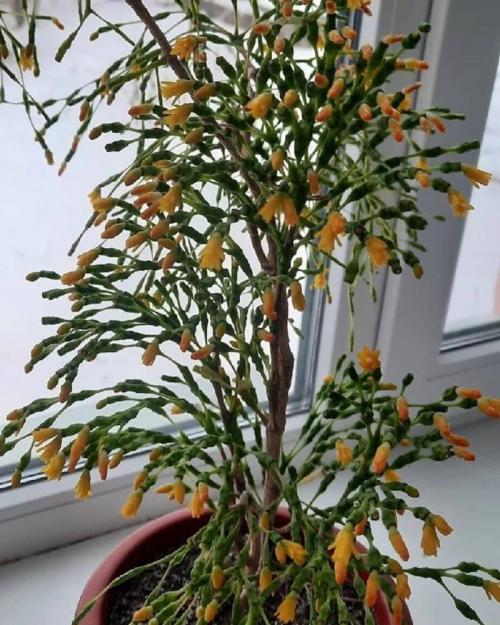 Голубой феномен: открытие Entoloma hochstetteri 01 Голубой феномен: открытие Entoloma hochstetteri 01