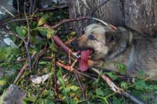Скандал в приюте для собак под Кривским оставил массу вопросов. Остаться с питомцами несмотря на обстрелы: Репортаж из Курской области
