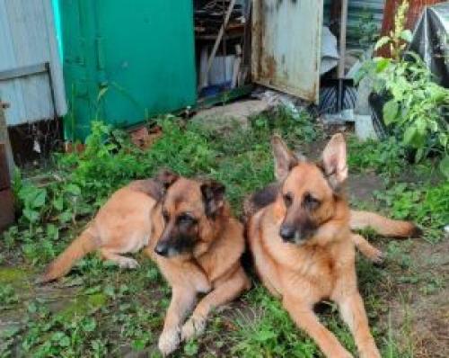 Скандал в приюте для собак под Кривским оставил массу вопросов. Остаться с питомцами несмотря на обстрелы: Репортаж из Курской области