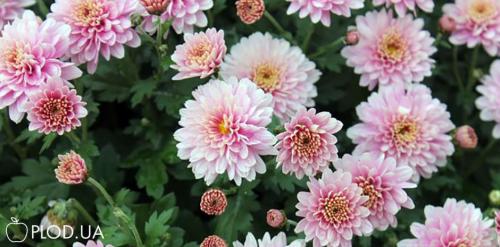 Как заставить мультифлору цвести раньше хризантему. Янтарная кислота — простой способ ускорить цветение хризантемы и других осенних цветов: метод, позволяющий получить более приземистые и пышно цветущие кусты 05