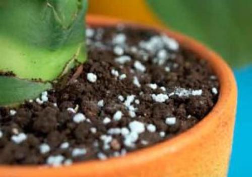 Комплексное удобрение для хризантем. Правила внесения подкормок в разные периоды