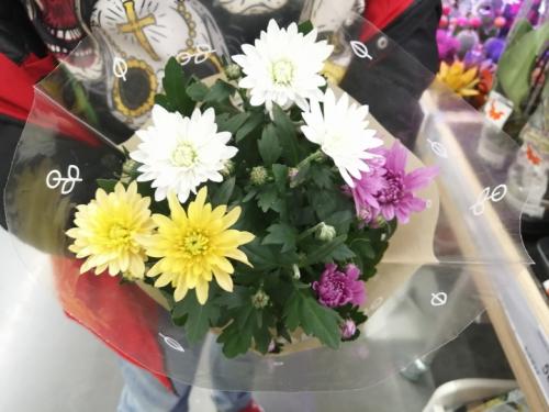 Чем подкормить хризантемы в горшках. Что делать с хризантемами в горшках из магазина: инструкция от «МК в Хабаровске»