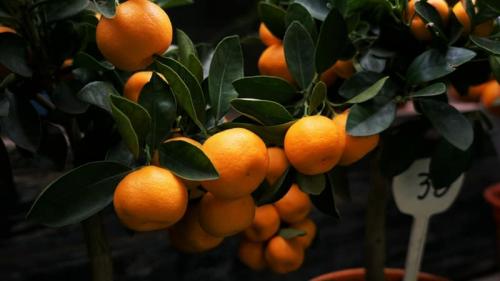 Какие питательные вещества необходимы для домашнего мандарина. Лучшие подкормки для мандаринового дерева в домашних условиях