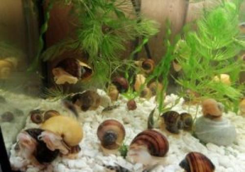 Какие меры безопасности следует соблюдать при работе с улитками-убийцами. Улитки в аквариуме вред или польза?
