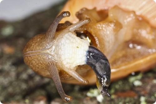 Где обитает улитка-убийца. Улитка-волк или Улитка-каннибал