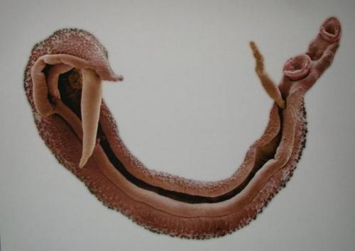 Как выглядит улитка-убийца. Пресноводные улитки: опасность