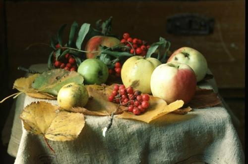 Что делать из рябины. Что можно приготовить из рябины?