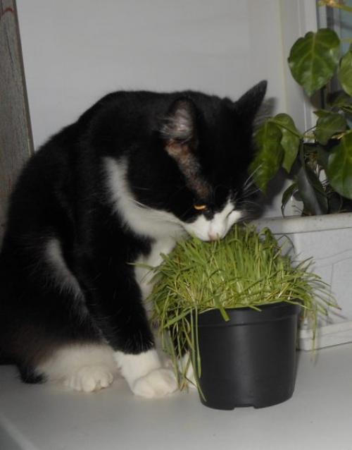 Апельсиновые корки от котов. Чем отвадить пушистых питомцев от порчи квартиры