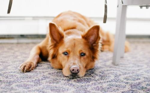 От запаха мочи животных. Народные методы удаления запаха кошачьей мочи 06