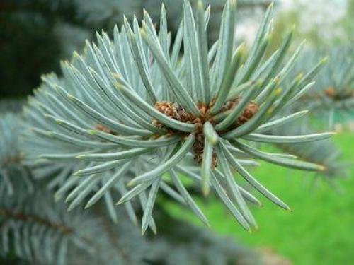 Откройте для себя силу кедрово-пихтового бальзама из сибирской тайги 01