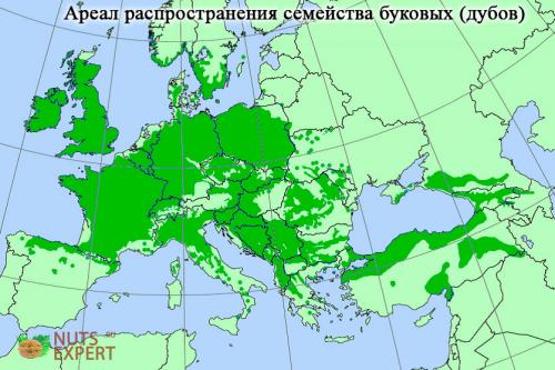 Какие виды деревьев дают желуди. Что такое желудь