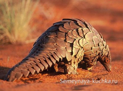 Поделки из природных материалов. ЧЕШУЙКИ от шишек.