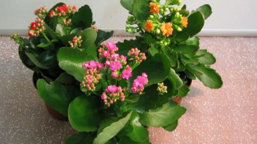 Что можно сделать из каланхоэ в домашних условиях. Каланхоэ: лечебные полезные свойства и противопоказания