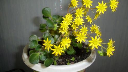 Комнатные растения-талисманы. Растения, поддерживающие любовь и мир в семье