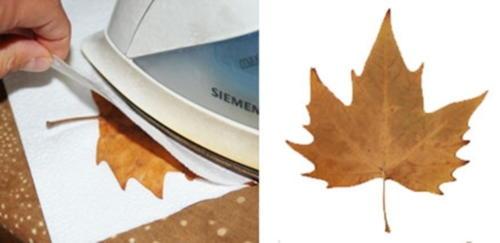 Как сохранить розу из кленовых листьев надолго