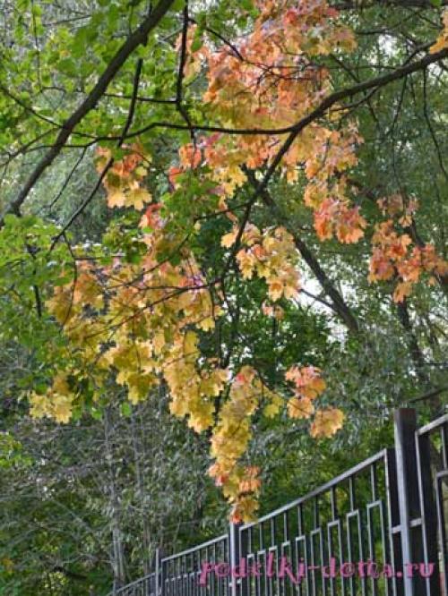 Какие цвета можно получить на розочках из кленовых листьев. Розы из листьев клена Отредактирова. 2024