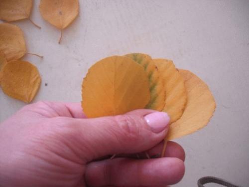 Розочки из кленовых листьев: создание уникальных украшений 18 Розочки из кленовых листьев: создание уникальных украшений 18