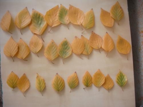 Какие другие декоративные элементы можно добавить в осенний букет из розы из листьев. Мастер-класс «Розы из березовых листьев» (10 фото)