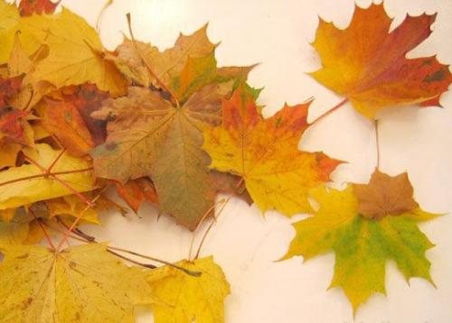 Как хранить розу из кленовых листьев после создания. Как сделать розу из кленовых листьев поэтапно своими руками: мастер класс