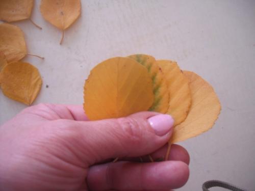 Какие другие декоративные элементы можно добавить в осенний букет из розы из листьев. Мастер-класс «Розы из березовых листьев» (10 фото)