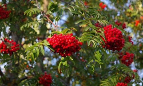 Бусы из рябины оберег. Магические свойства рябины - Защита на рябиновые бусы 03