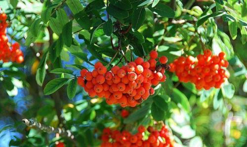 Бусы из рябины оберег. Магические свойства рябины - Защита на рябиновые бусы 01