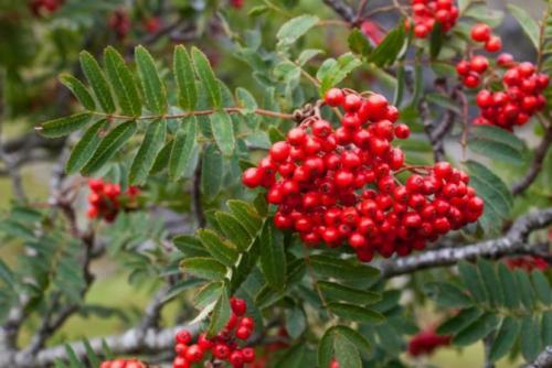 Рябина от порчи. Разнообразие применения