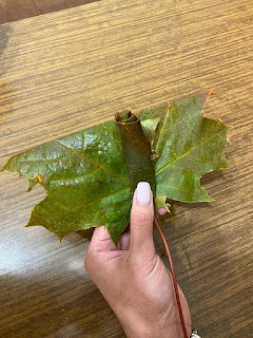 Какие события можно украсить осенними розами из кленовых листьев. Мастер-класс «Осенний букет роз из кленовых листьев»