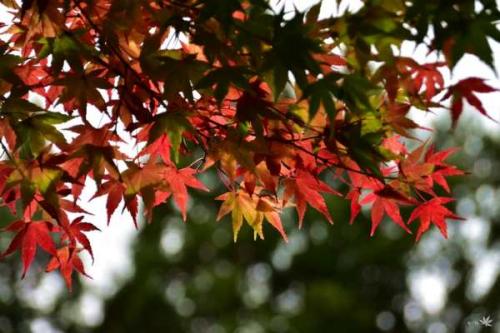 Какие виды кленовых листьев можно использовать для создания осеннего букета