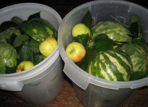 Арбуз моченый в бочке. Действия на старте