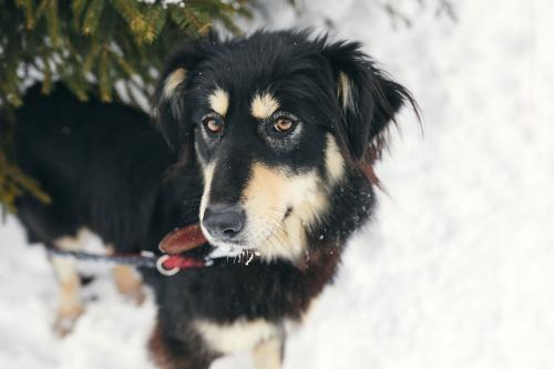 Как часто происходят случаи злоупотреблений в московском приюте для собак. Как живёт один из крупнейших московских приютов для котов и собак