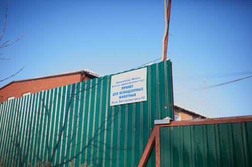 Какие злоупотребления происходят в московском приюте для собак