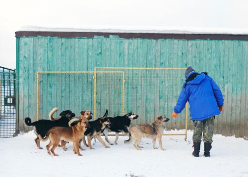 Какие злоупотребления происходят в московском приюте для собак