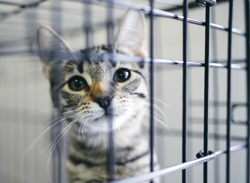 Как часто происходят случаи злоупотреблений в московском приюте для собак. Как живёт один из крупнейших московских приютов для котов и собак