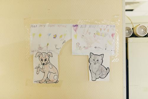 Как часто происходят случаи злоупотреблений в московском приюте для собак. Как живёт один из крупнейших московских приютов для котов и собак