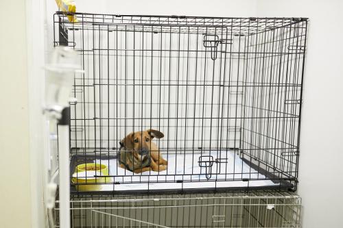 Какие злоупотребления происходят в московском приюте для собак