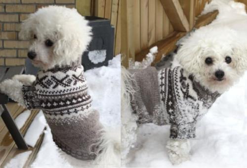 Свитер для собаки схемы. Свитер с норвежским узором