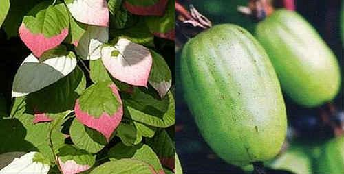 Соус из актинидии. Актинидия — полезные свойства, фото, рецепты применения