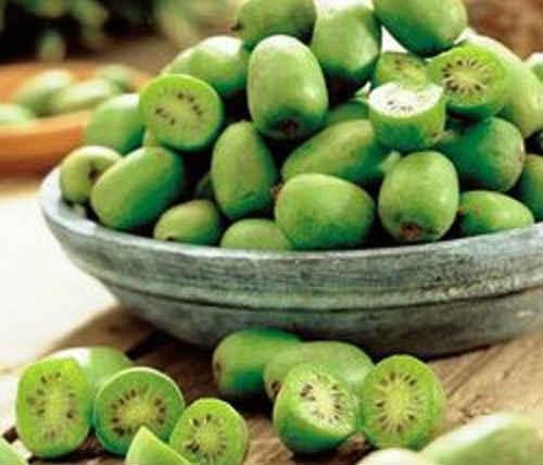 Соус из актинидии. Актинидия — полезные свойства, фото, рецепты применения