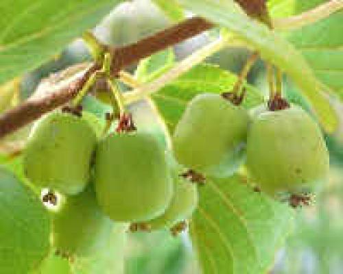 Соус из актинидии. Актинидия — полезные свойства, фото, рецепты применения