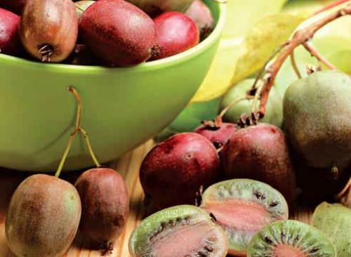 Соус из актинидии. Актинидия — полезные свойства, фото, рецепты применения