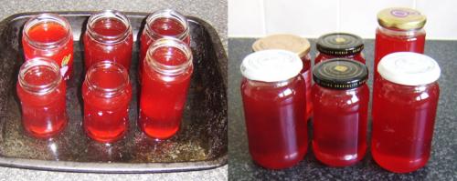 Желе из рябины. Желе из красной рябины с яблоками