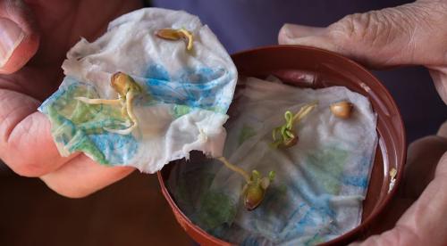 Растение мандарин в домашних условиях. Ботаническое описание 14