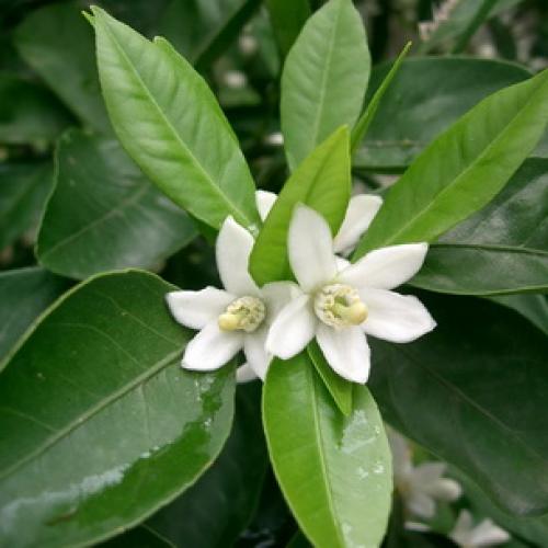 Растение мандарин в домашних условиях. Ботаническое описание 05